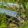 Шланг поливочный прозрачный армированный Palisad 3-х слойный, 1/2", 25 м 67361 купить в Новом Уренгое